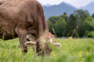 Brown cow grazing in a meadow with mountains in the background during a serene afternoon