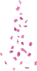 Scattered Pink Orchid Petals