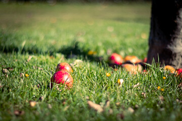 Fallen apples on grass under a tree – autumn harvest & food-waste concept