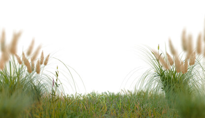grass row PNG transparent background, 3d illustration rendering