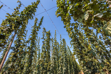 Growing hops as the main ingredient for producing beer of world-famous Czech brands, western Czech Republic