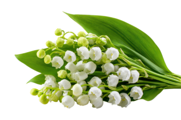 A bunch of white flowers with green leaves. The flowers are arranged in a way that they are all facing the same direction. The arrangement gives off a sense of harmony and balance