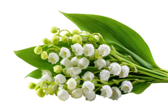 A bunch of white flowers with green leaves. The flowers are arranged in a way that they are all facing the same direction. The arrangement gives off a sense of harmony and balance