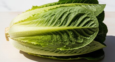 Fresh romaine lettuce head ready for healthy salad preparation, vibrant and crisp