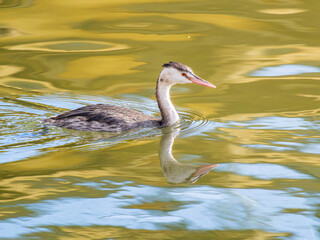 池を泳ぐカンムリカイツブリ