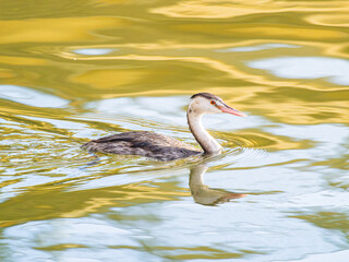池を泳ぐカンムリカイツブリ