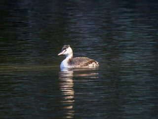 池を泳ぐカンムリカイツブリ