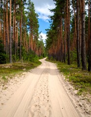 Fototapeta premium Sandy path through a pine forest