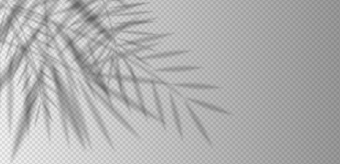 Palm leaf shadow overlay with tropical foliage silhouettes and sunlight reflection on white wall. Realistic vector background for summer scene, product mockup, exotic design or natural template.