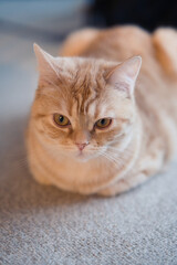 A cat laying on the floor looking at the camera