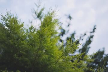 A close up of a tree with a blue sky in the background