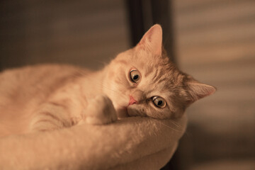 A cat laying on a chair with its head on the arm