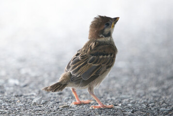 A bird standing on the ground