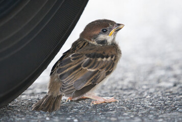 A small bird standing on the ground next to a tire