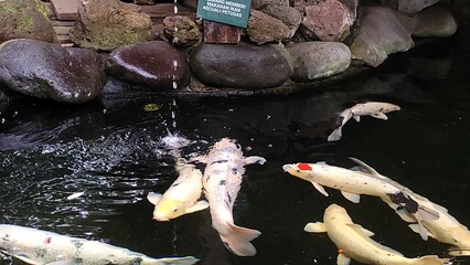 fish in the water pond
