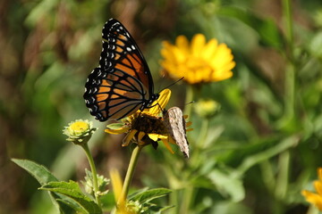 Butterfly and a Friend