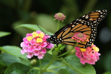 Butterfly on Flower