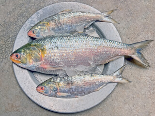 Fresh Hilsa Fish on Plate – Traditional Bengali Cuisine Ingredient