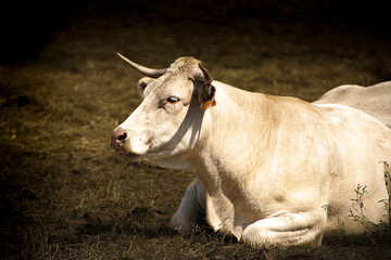 White cow standing in a meadow in Monfragüe National Park, Cáceres, Spain. Rural agriculture and livestock photography.