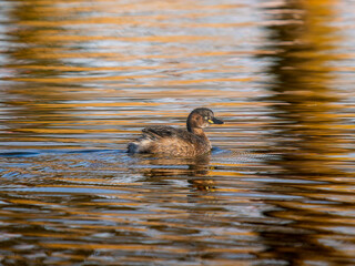 池を泳ぐカイツブリ