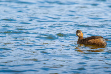 池を泳ぐカイツブリ