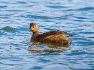 池を泳ぐカイツブリ