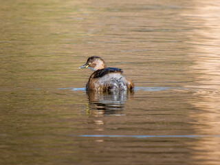 池を泳ぐカイツブリ