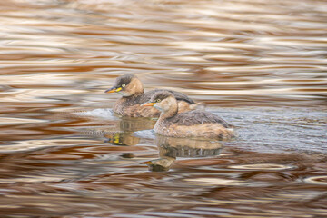 池を泳ぐカイツブリ