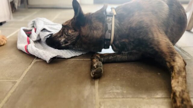 Dog Sniffing Interactive Scent Mat for Treats &mdash; Mental Enrichment Activity Indoors.