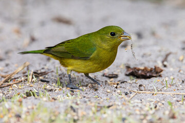 Female Painted Bunting eating seeds on the ground