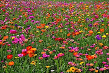 Vibrant meadow of colorful wildflowers