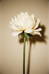Obraz premium white rose on a white background, white peony stem with leaves, minimal floral photography