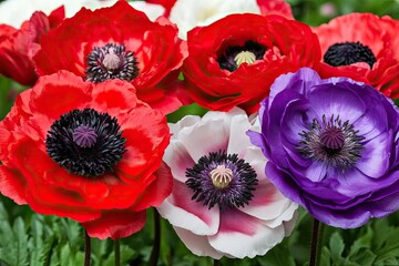 Close-up of vibrant red, white, and purple poppies