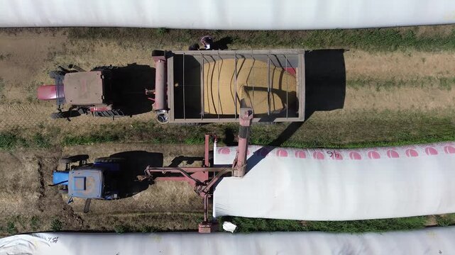 Vista cenital aerea ascendente carga de soja desde silobolsa a acoplado para transporte. Semillas cayendo. Tolva y tractor. 