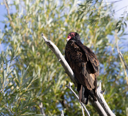 turkey vulture