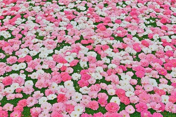 Pink and white flowers carpet a grassy field