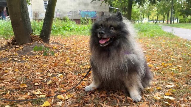 Keeshond enjoying autumn scenery with vibrant leaves and playful expressions in motion