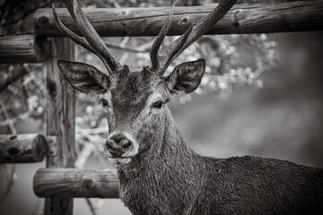 Close-up portrait of a red deer stag with antlers in Monfragüe National Park, Spain. Black and white wildlife photo.