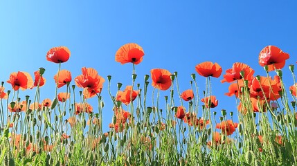 Beautiful red poppy flowers field under blue sky floral nature background wallpaper stock photo image view 100