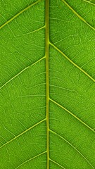 Obraz premium Close-up leaf vein pattern