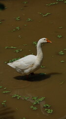 Goose on lake