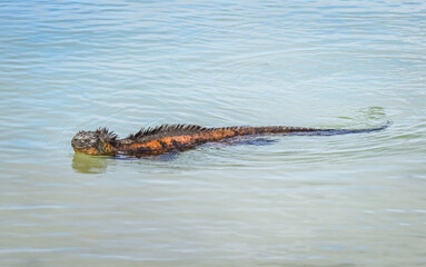 Marine iguana. Animal species of the Galapagos Islands