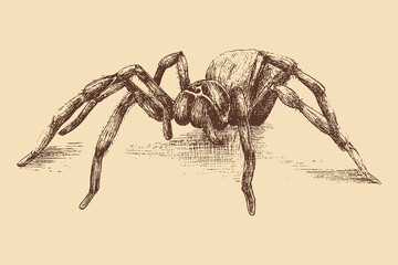 Spider drawing for Halloween. You can use this vector illustration in any size for your advertising, logos, and other works.