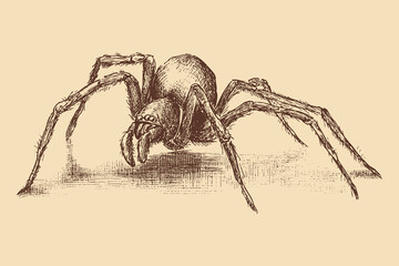 Spider drawing for Halloween. You can use this vector illustration in any size for your advertising, logos, and other works.