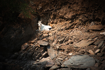 Wild goat resting on rocky cliffs in Monfragüe National Park, Spain. Wildlife and rugged mountain...