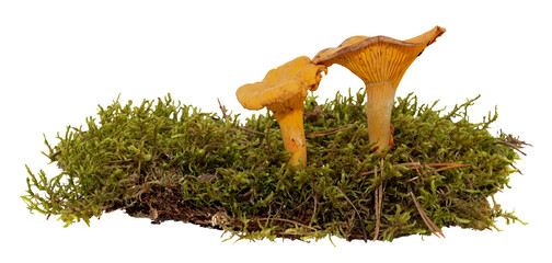 Forest mushroom with green moss on a white background. Mushroom isolate in grass