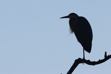 Silhouette of a gray heron at dawn, silhouette of a gray heron against a blue background, gray heron in backlight, cloudless blue sky, Ardea cinerea