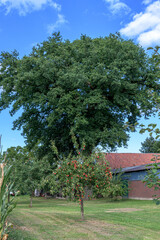 apple tree in the garden