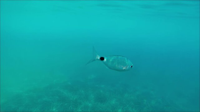 Diving with fishes, underwater close up 