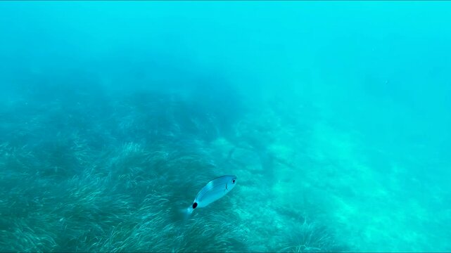 Underwater view of a coral reef with fish swimming nearby